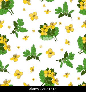 Celandin. Heilkräuter und Blumen. Nahtlose gelbe Blumen Muster auf weißem Hintergrund Stockfoto