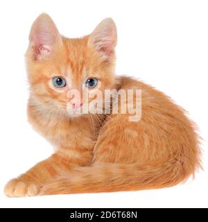 Orange Kätzchen liegt auf einer Seitenansicht isoliert auf weißem Hintergrund. Stockfoto