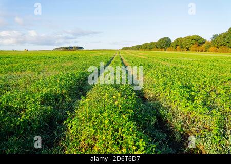 Die langen Reihen der Kulturen, die auf dem Feld unter dem hellen Herbsthimmel wachsen. Stockfoto