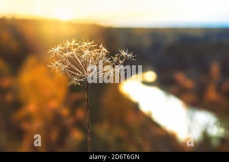 Große Silhouette einer trockenen Pflanze, die vor einem Sonnenuntergang heut. Stockfoto