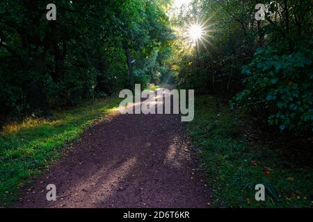 Auf einem Weg in Sherwood Forest ein niedriger Herbstmorgen Sonneneruptionen von hinter einem Baum Stockfoto