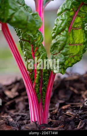 Bio-Mangold, der auf einer Zuteilung oder einem kleinen Betrieb wächst Zeigt den bunten Stiel in einem selektiven Fokusraum geben Für Text-Overlay Stockfoto