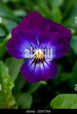 Einzelne hübsche violette Viola in einem vertikalen Format Aufnahme für Ein Hintergrund mit Kopierbereich Stockfoto