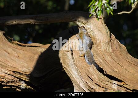 Grauhörnchen (Sciurus carolinensis) im späten Nachmittag Herbstsonne Stockfoto