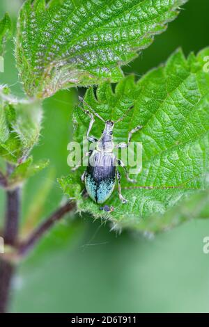 Grüne Brennnessel Weevil Phyllobius pomaceus Stockfoto