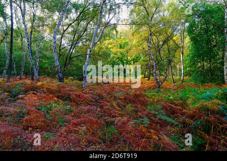 Mehrfarbige Farne unter den Silberbirkenbäumen des Sherwood Forest an einem feuchten Herbstmorgen. Stockfoto