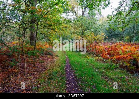 Schmaler gewundener Weg zwischen dichten Farnen durch einen herbstlichen Wald Stockfoto