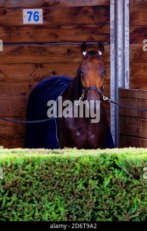 Pferderennen Hippodrom von feurs Stockfoto