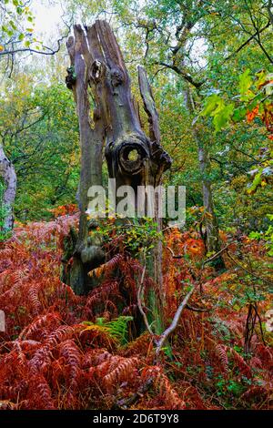Aus Farnen entstehen gebrochene Reste einer alten Eiche An einem feuchten Herbsttag Stockfoto