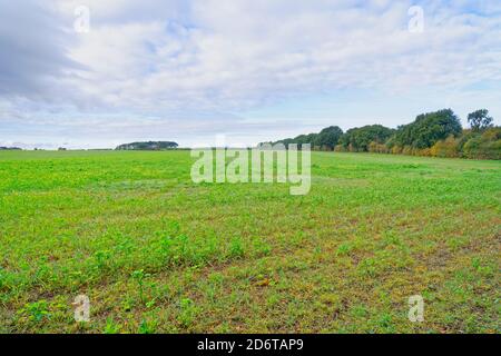 Beginnen die Ernten auf dem Feld auf dem kalten, feuchten Herbstmorgen zu wachsen Stockfoto