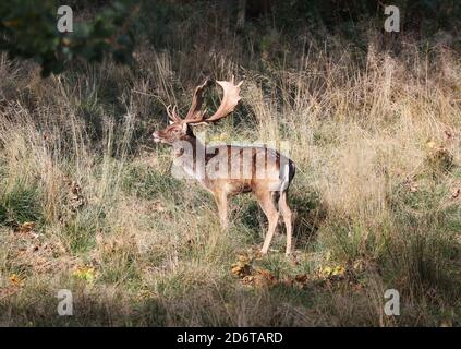 Damadama, Ruf während der Brunftzeit, Mid Wales, großbritannien Oktober 2020 Stockfoto