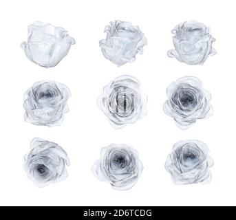 Satz von Aquarell weißen Rosenknospen isoliert auf weißem Hintergrund. 3d-Rendering Stockfoto
