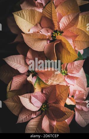 Draufsicht auf weiße und rosa Euphorbia pulcherrima im Dunkeln Zimmer Stockfoto