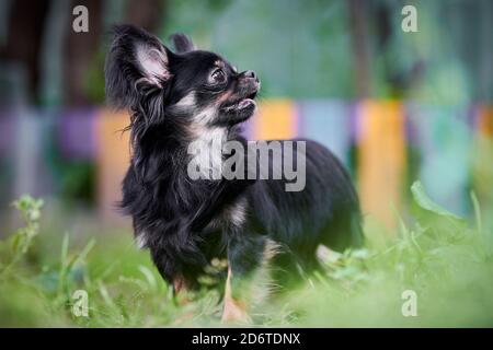 Pommersche Spitz Hund im Garten. Niedlichen schwarzen pommerschen Welpen auf zu Fuß. Familienfreundlich lustige Spitz Pom Hund, grünes Gras Hintergrund. Stockfoto