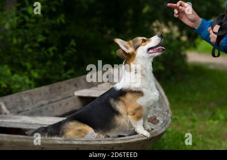 Welsh Corgi Hund auf dem Boot im Wald, dreifarbige reine Rasse, Zunge aus, Training mit einem Mann Stockfoto