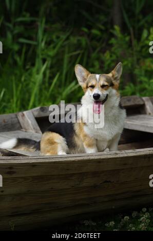 Welsh Corgi pembroke smilling und lachend sitzen im Holzboot, grüner Hintergrund Stockfoto