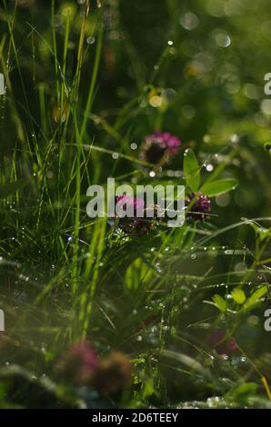 Einfache Feldblumen Sonnenstrahlen. Bokeh, nach dem Regen, nasses Gras, Schönheit der Natur Stockfoto