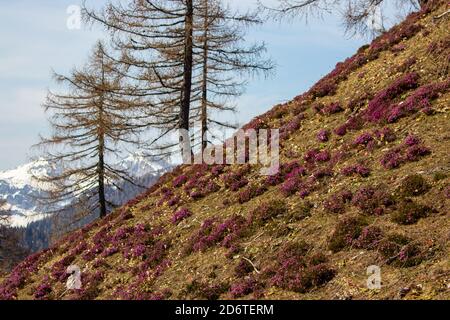 Erica carnea wächst auf der Alm Stockfoto