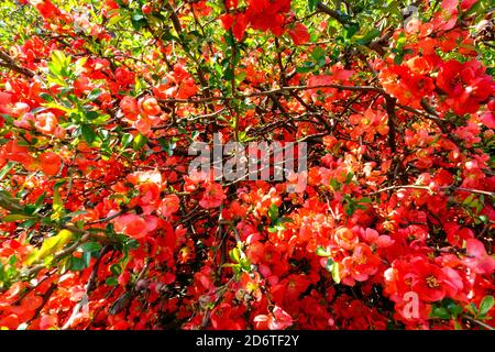 Chaenomeles x superba Texas Scarlet blühende Sträucher Frühlingsgartenblumen Stockfoto