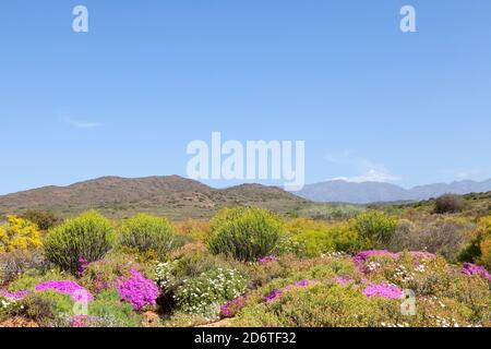 Farbenfrohe Frühlingsblumen und Sukkulenten in einer Robertson Karoo Vegetationslandschaft im Vrolijkheid Nature Reserve, McGregor, Western Cape, South Afrikagebiet Stockfoto