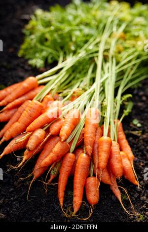 Frisch angebaute Karotten Stockfoto