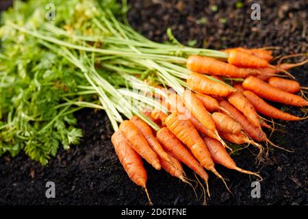 Frisch angebaute Karotten Stockfoto