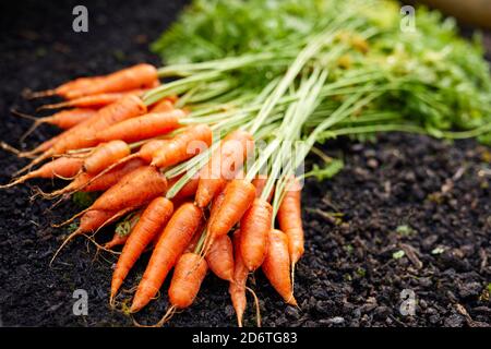 Frisch angebaute Karotten Stockfoto