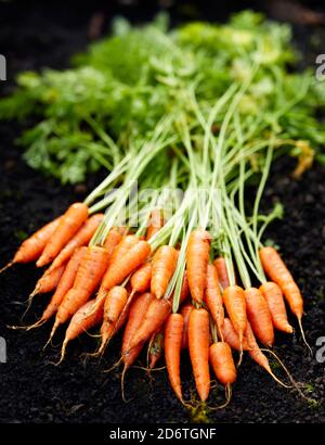Frisch angebaute Karotten Stockfoto