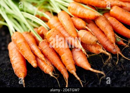 Frisch angebaute Karotten Stockfoto
