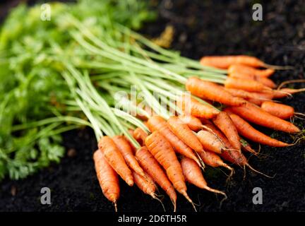 Frisch angebaute Karotten Stockfoto