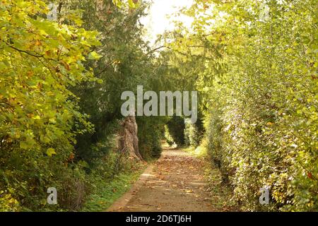 Schöner Waldweg an einem sonnigen Herbsttag Stockfoto