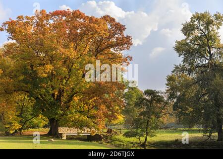 Duelmen, NRW, Deutschland. Oktober 2020. Eine alte Eiche mit schöner Darstellung. Die herbstlichen Farben rund um das Naturschutzgebiet Duelmen in der Landschaft des Münsterland zeichnen sich durch eine strahlende Sonneneinstrahlung aus, die für ein paar Stunden eine willkommene Rückkehr ermöglicht. Kredit: Imageplotter/Alamy Live Nachrichten Stockfoto