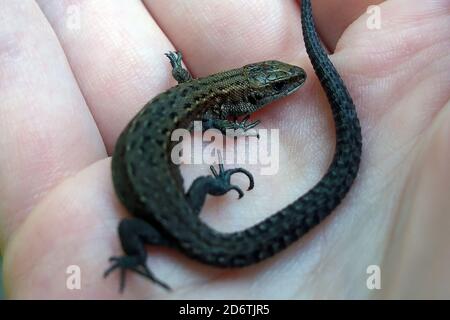 Eine kleine Eidechse in den Händen gegen das Gras. Wild Reptile Nahaufnahme von Mann gehalten Stockfoto