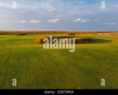 Luftaufnahme des grünen Feldes mit Winterpflanzen mit Inseln Von gelben Herbstbäumen Stockfoto