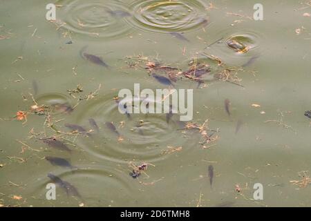 Fische schwimmen im schmutzigen Fluss, der mit Müll bedeckt ist. Karpfen suchen Nahrung im grünen Wasser, das mit Algen blüht. Stockfoto