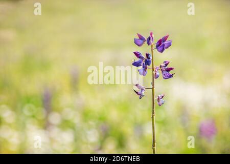 Eine blühende Lupinenblüte (Lupinus) im Frühling Stockfoto