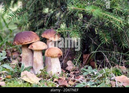 Familie der Steinpilze, die im Herbst im Wald wachsen. Dunkle cep Waldpilze in natürlicher Umgebung Stockfoto