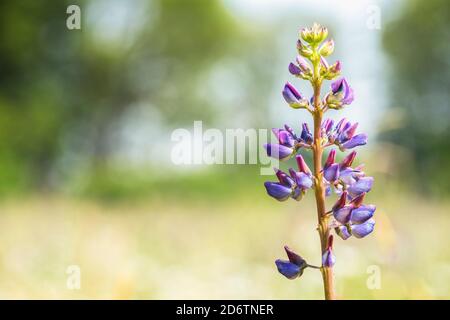 Eine blühende Lupinenblume (Lupinus) im Feld im Feder Stockfoto