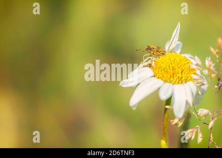 Ein Schildwanzen (Carpocoris purreipennis) auf einer Gänseblümchen-Blume (Leucanthemum vulgare) im Frühjahr Stockfoto