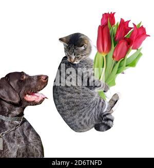 Eine Katze mit einem Blumenstrauß bekam Angst vor einem Hund. Collage von mehreren Autorenfotos. Isoliert auf Weiß Stockfoto