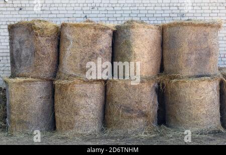 Acht Heurollen zur Fütterung der Pferde werden gelagert In der Nähe des Stalls Stockfoto