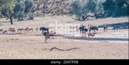 Oryx, Gnus, Springböcke und Strauße an einem Wasserloch im ariden Kgalagadi Stockfoto