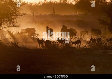 Silhouetten von Burchells Zebras und Springböcken beim Sonnenuntergang nord-Namibia Stockfoto