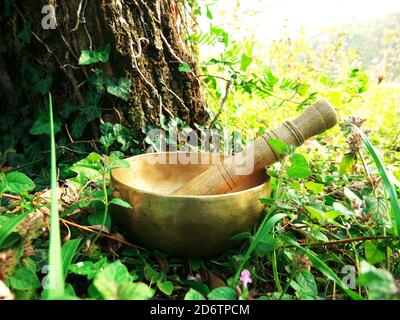 Singende Schüssel an der Unterseite eines Baumstammes platziert An einem Herbsttag Stockfoto