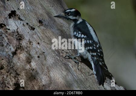 Flauschiger Specht, der auf dem Baum läuft. Haariger Spechtschnabel, Kopf und Körper Stockfoto