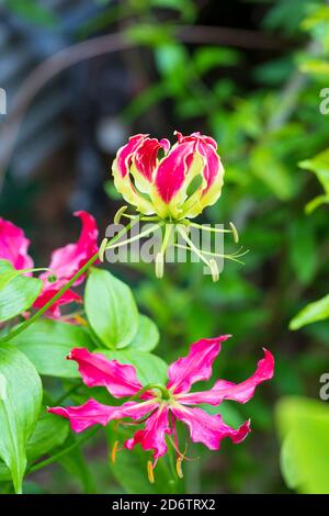 Gloriosa Lilie, Gloriosa superba, eine sommergrüne, sommerliche Knolle mit umwerfenden lilienartigen Blüten in rot und gelb. Stockfoto