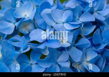 Hortensia macrophylla, Mopphead Hortensia mit blauen Blüten Stockfoto