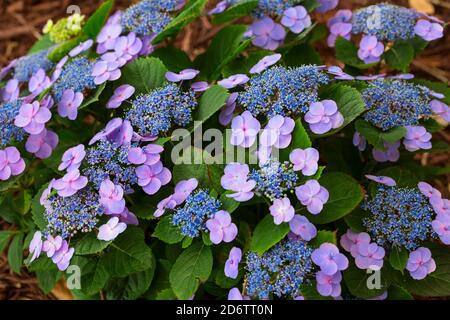 Hortensien macrophylla, Lacecap Hortensien mit blauen und mauve Blüten Stockfoto