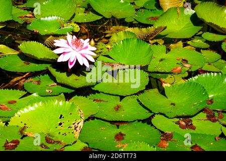 Einzelne lila Seerose Blume, Nymphaea, in einem Teich, umgeben von Seerosen Pads. Florida, USA. Stockfoto