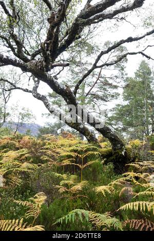 Autumn Woodland, Ben Eighe National Nature Reserve, Kinlochewe, Highland, Schottland, Großbritannien Stockfoto